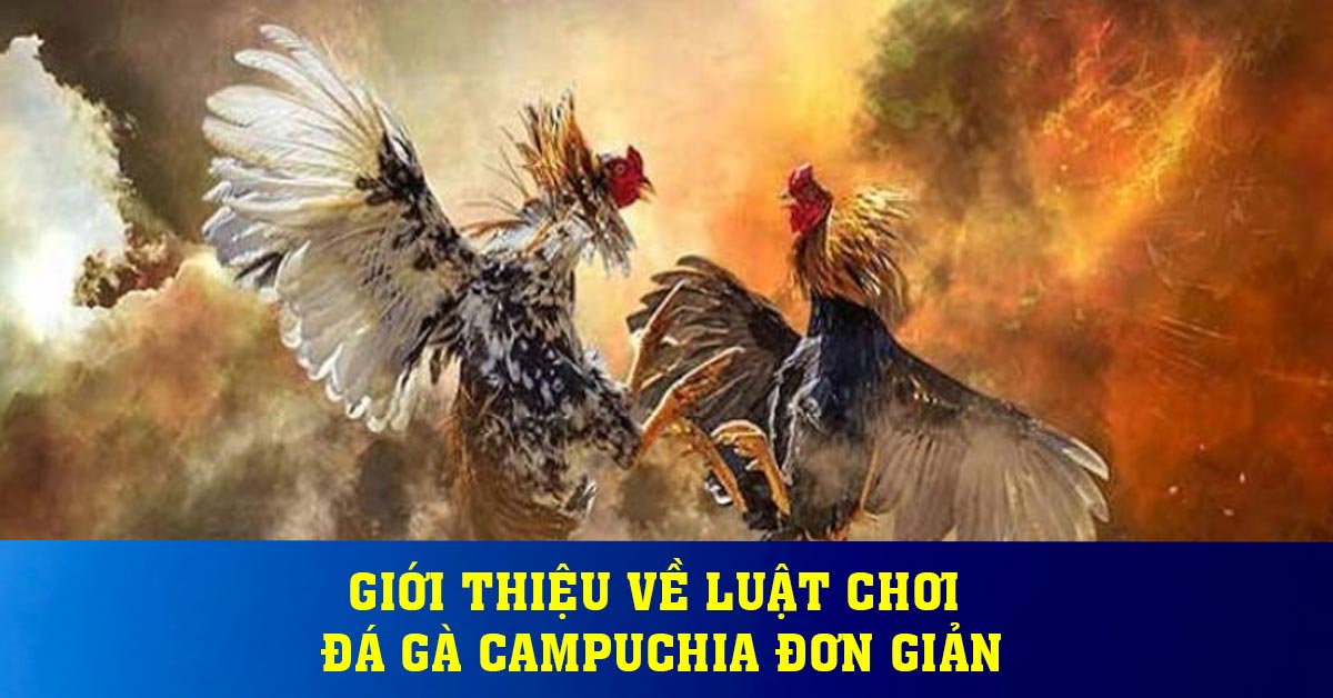 Giới thiệu về luật chơi đá gà Campuchia đơn giản