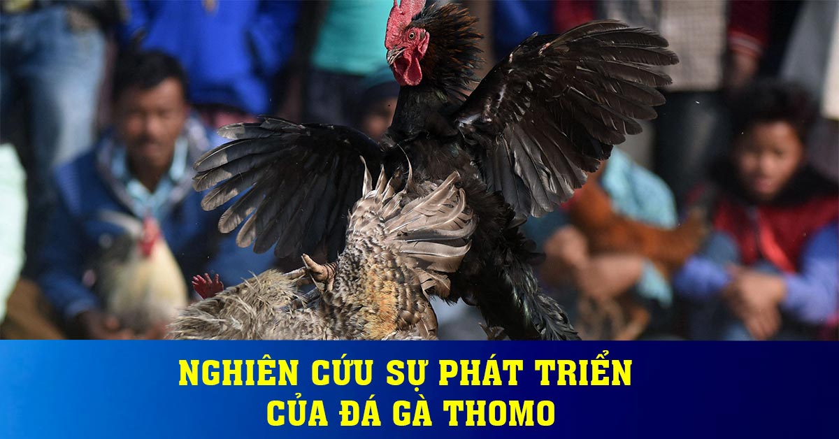 Đá gà campuchia - Tận hưởng những trận đấu kịch tính tại 8kbet